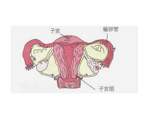 广州供卵哪家专业,【广州供卵试管助孕公司】我是一枚90后宝妈，俺是大徽州人