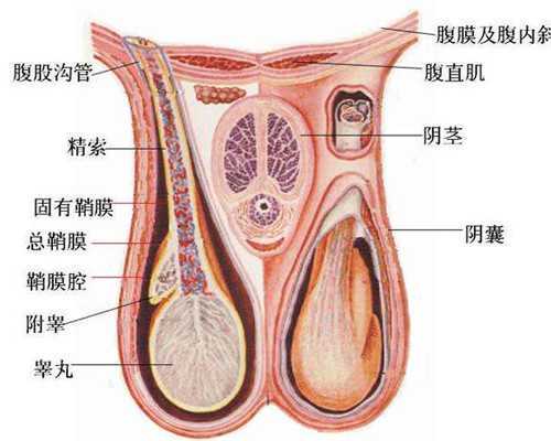 广州试管实验室供卵三代包生男孩是骗局吗?,广州供卵医院地址(广州供卵医