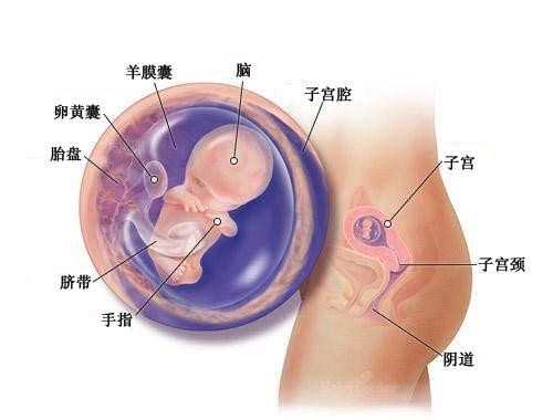 温州借卵子自怀_做试管婴儿能选择男女吗？
