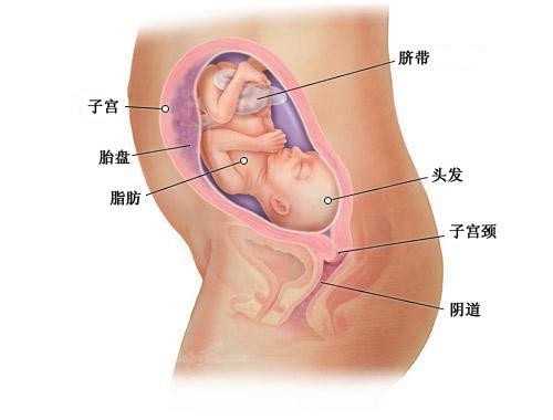 上海助孕供卵_试管婴儿有多大年龄要求？不同年龄阶段生育优劣对比！