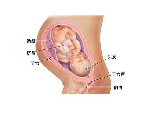 重庆daiyu_试管婴儿是不是一般都是龙凤胎 